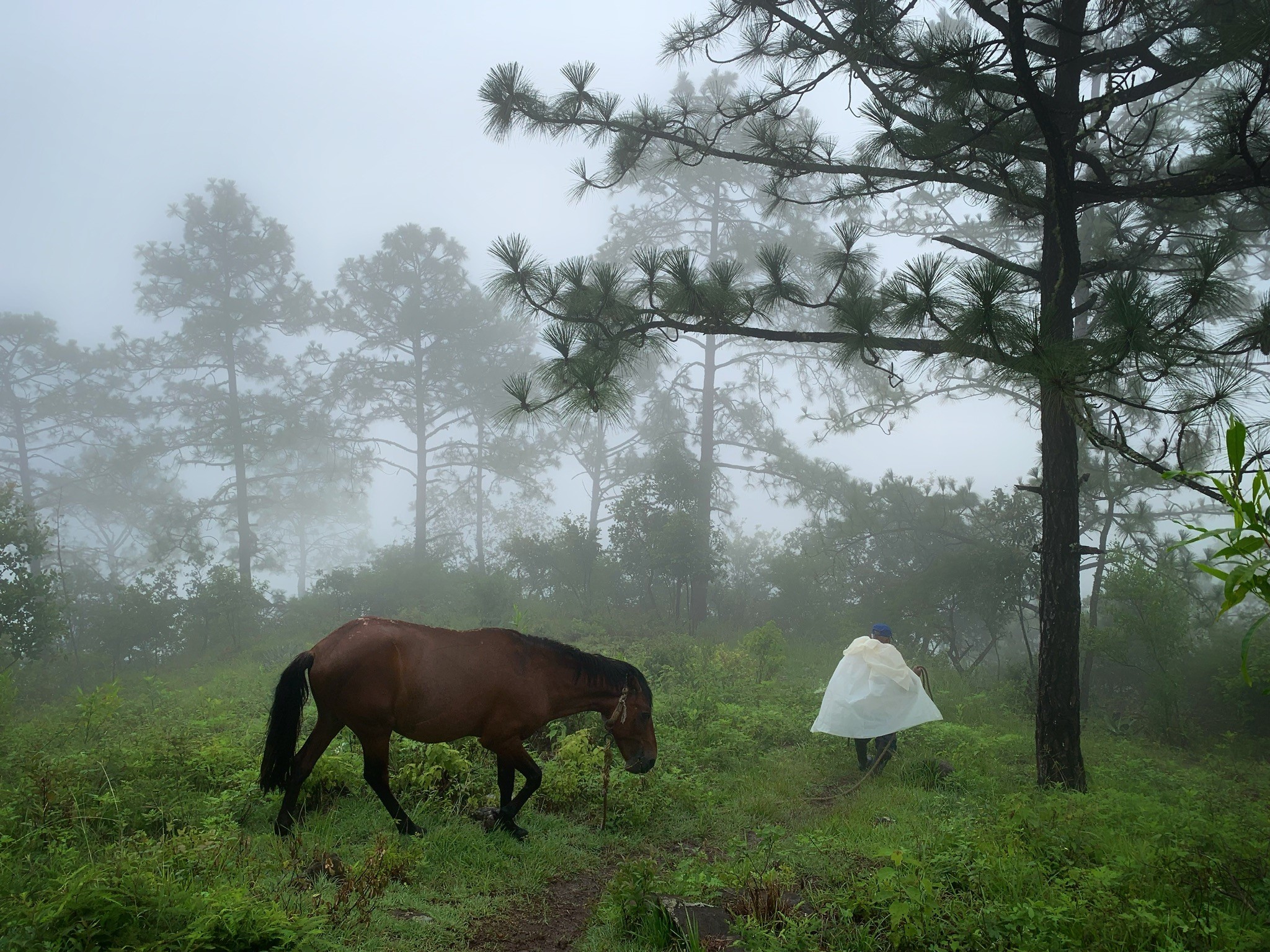 Anciano indígena de México en el bosque junto a su caballo camino a sembrar Milpa.
Ganadores del Concurso de Fotografía “Soluciones Innovadoras de Pueblos Indígenas”
Nombre de la foto: Abuelo. Autor: Venancio Velasco González